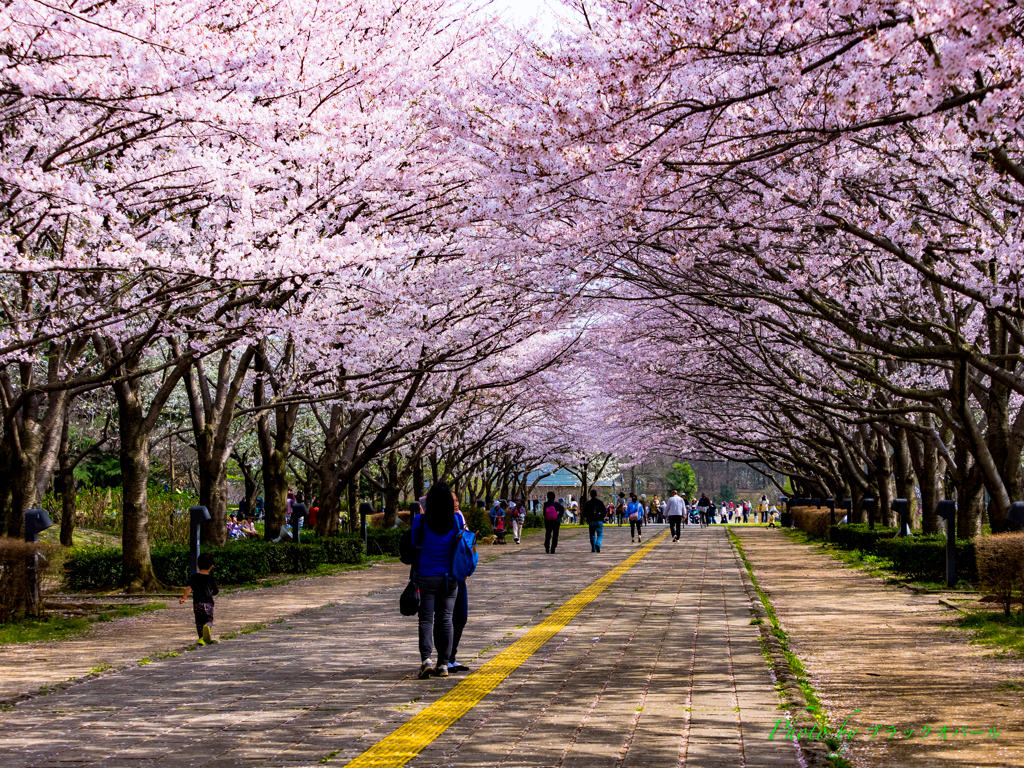 桜咲くころ2016..