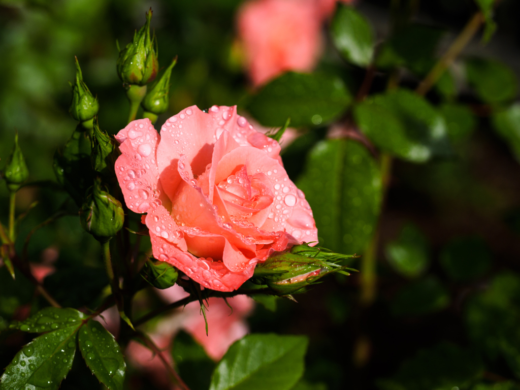 雨上がりの薔薇...＃4