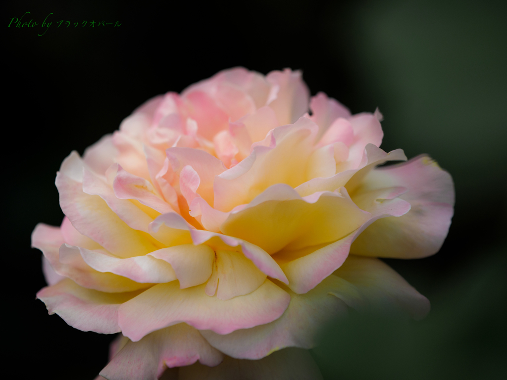 薔薇『ピース』〜平和への願いを込めて..＃1