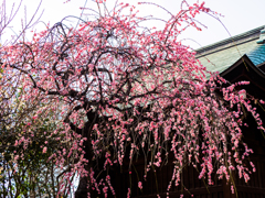 神社のしだれ梅..