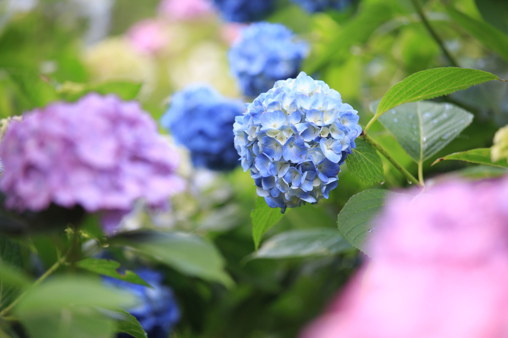 紫陽花の彩り