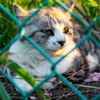 手賀沼で暮らす猫たち..＃12