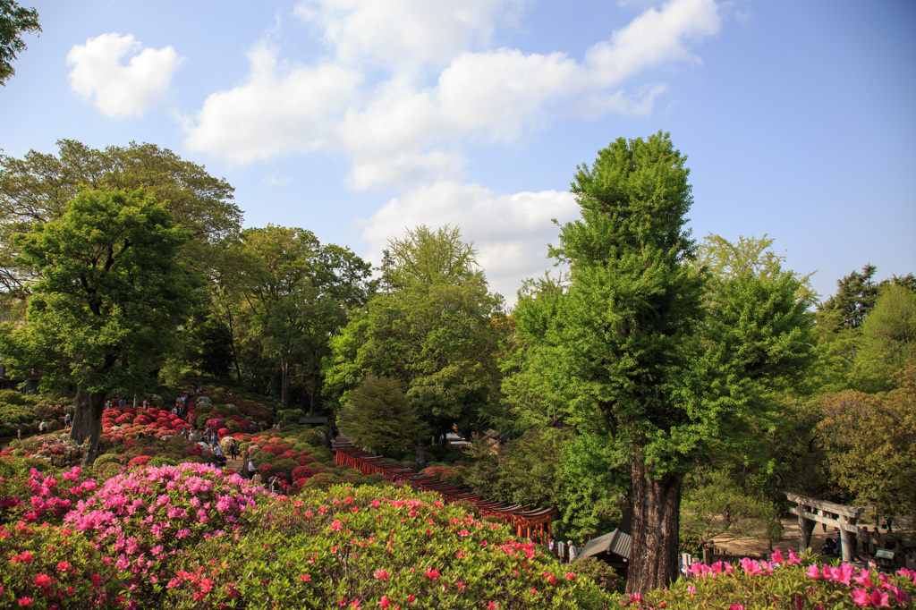 根津神社つつじ苑