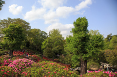 根津神社つつじ苑