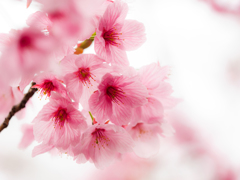 桜〜陽光