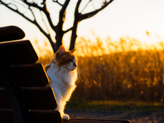 手賀沼で暮らす猫たち..＃6