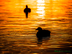 夕映えの水面..