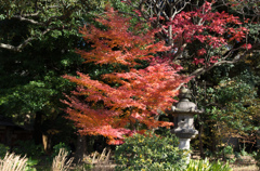 紅葉の六義園にて⑪