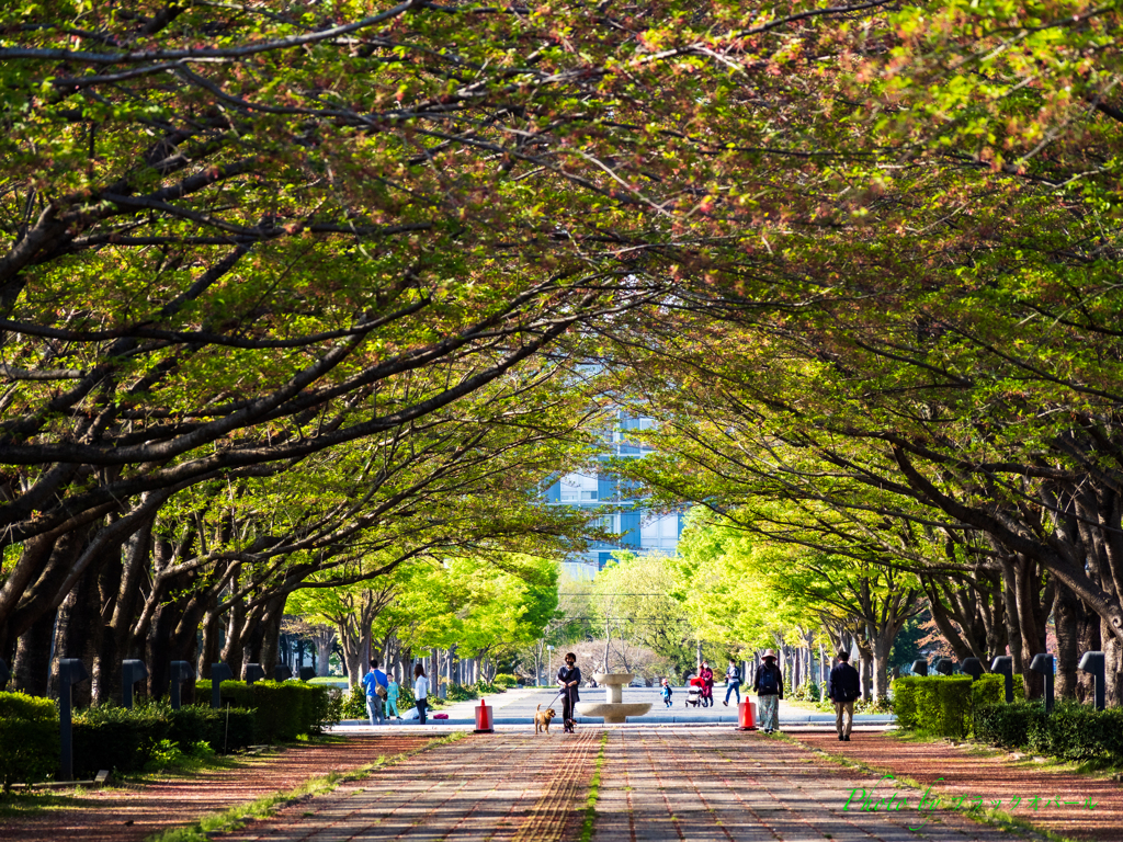 葉桜トンネル..