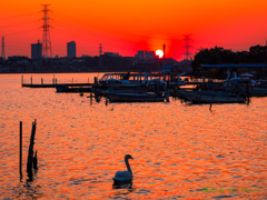 夕日と白鳥..