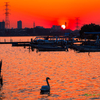夕日と白鳥..