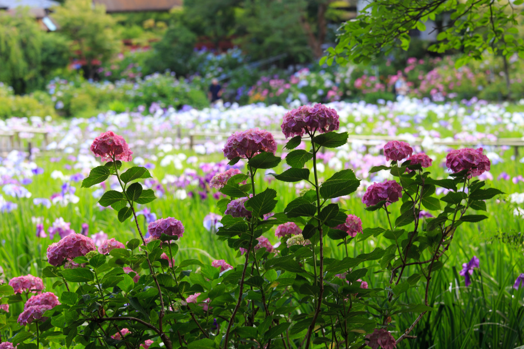 紫陽花〜花菖蒲を愛でる