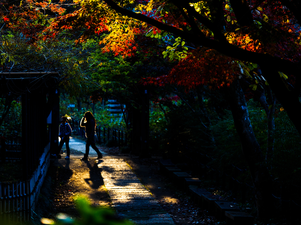 本土寺の秋..＃5