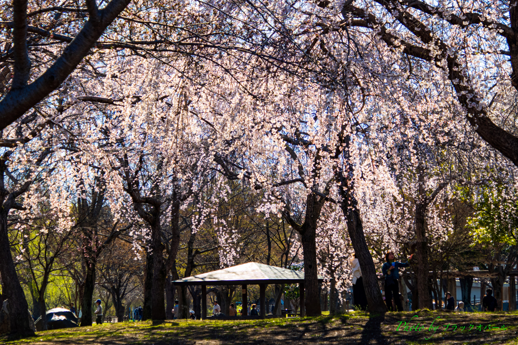 枝垂れ降る公園..