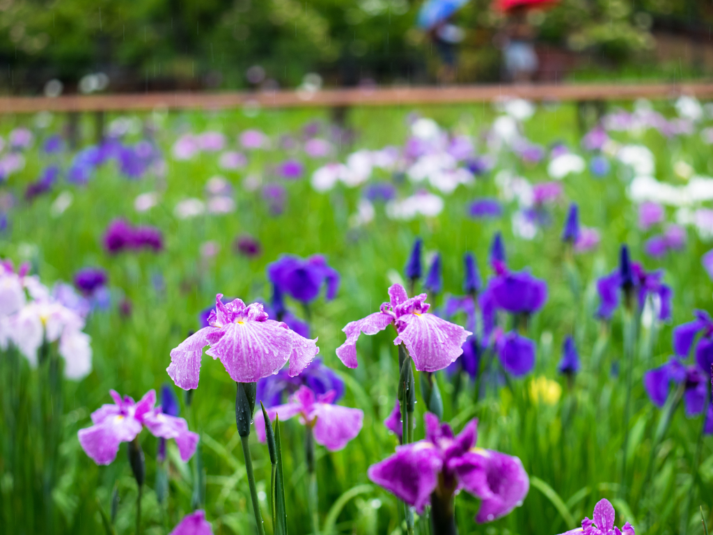 水無月の花・・＃1