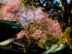 神社に咲く紅梅