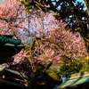 神社に咲く紅梅
