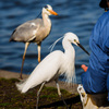 おねだりコサギと控えめなアオサギ..