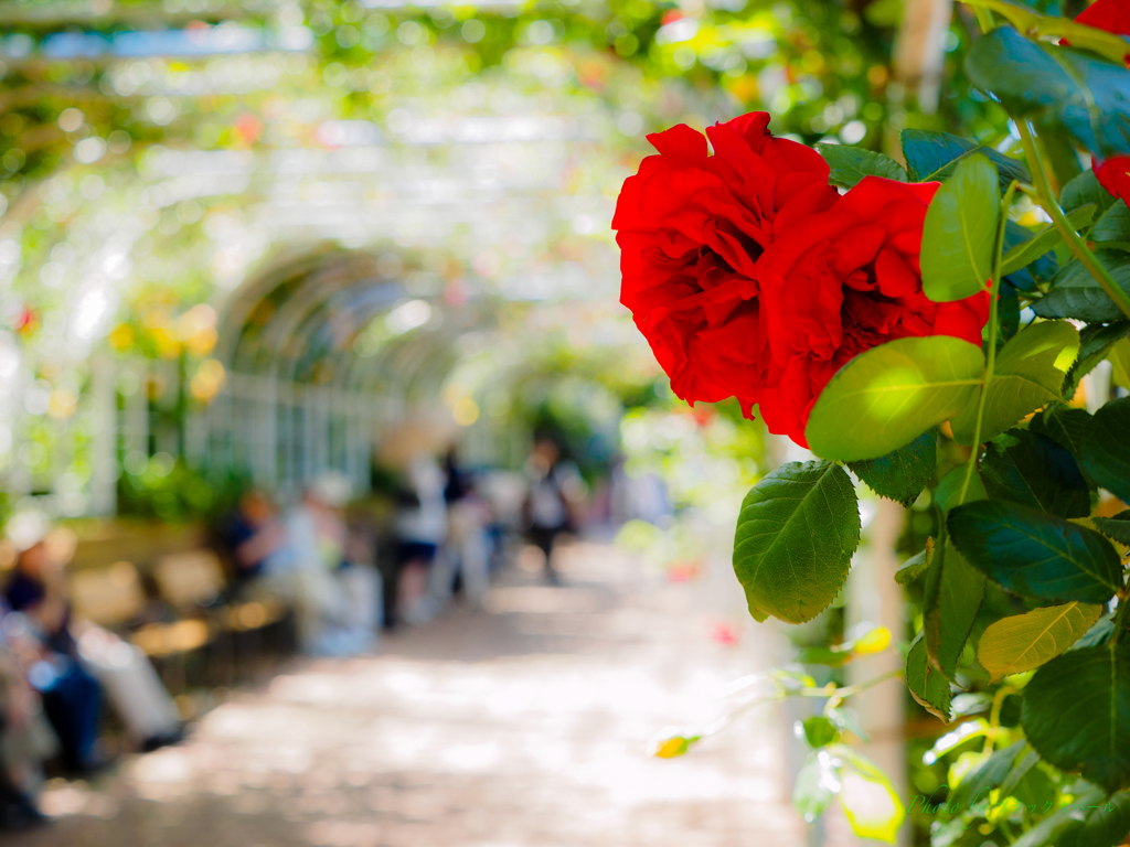 5月の薔薇たち..＃7 〜薔薇のトンネルに咲く〜