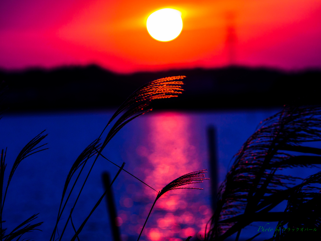 夕陽のススキ..