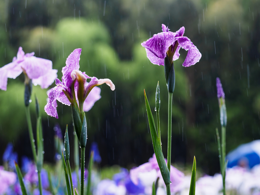 雨に唄えば...