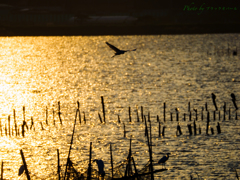 夕陽を浴びて..＃1