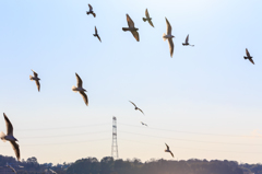 大空を翼広げ・・・