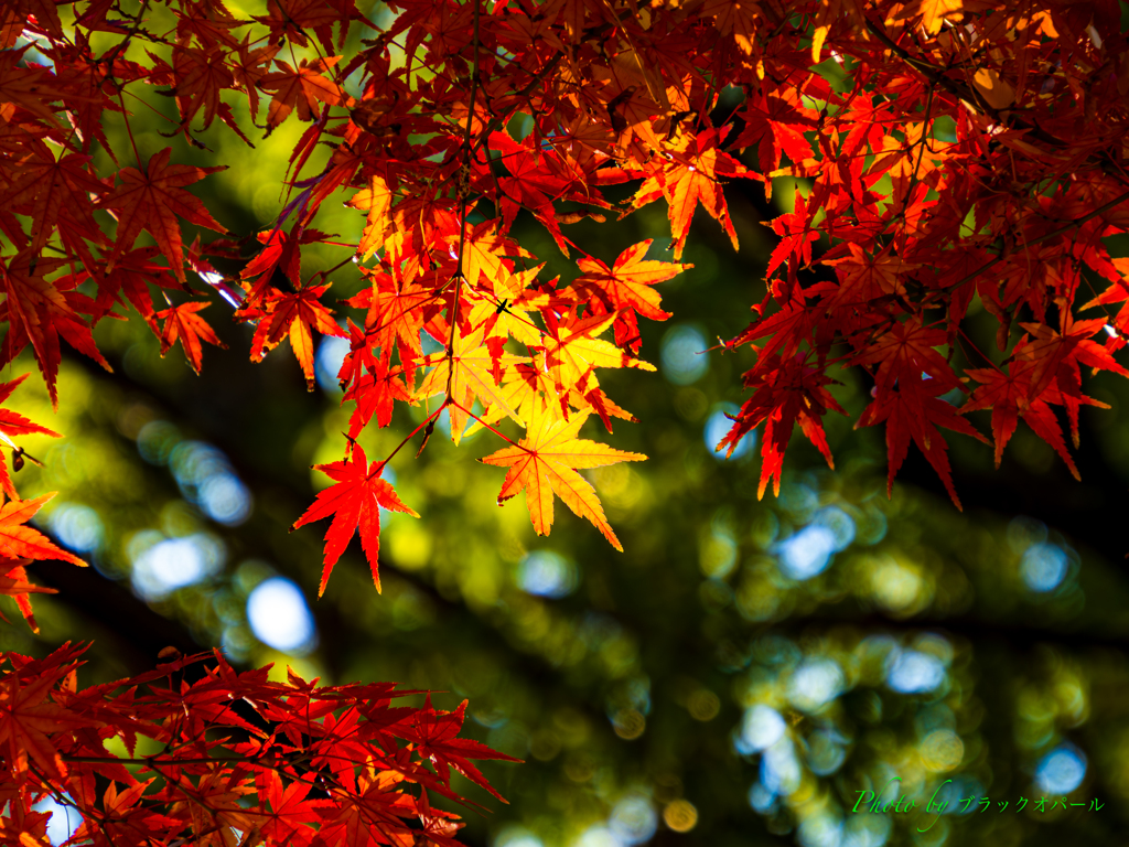 木漏れ日のなかで..
