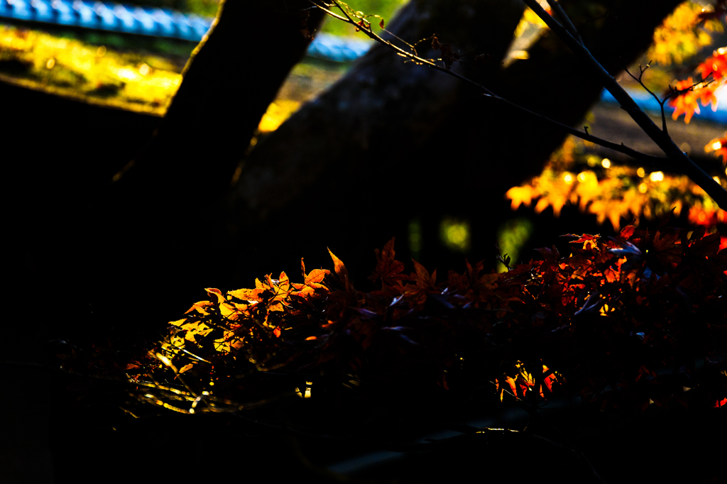 本土寺の秋..＃8