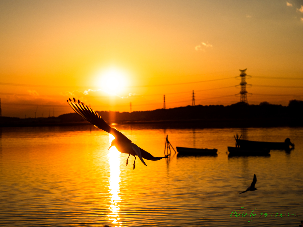 夕日に舞う..