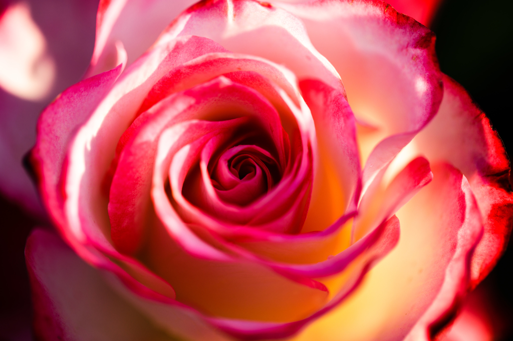薔薇〜ジュビレデュプリンスドゥモナコ..