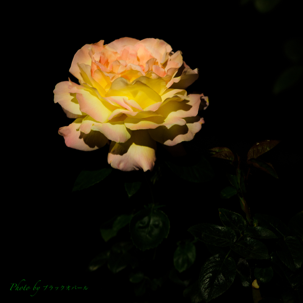 薔薇『ピース』〜平和への願いを込めて..＃2