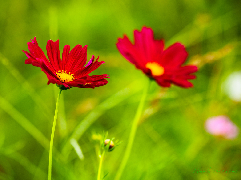 Red Cosmos