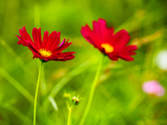 Red Cosmos