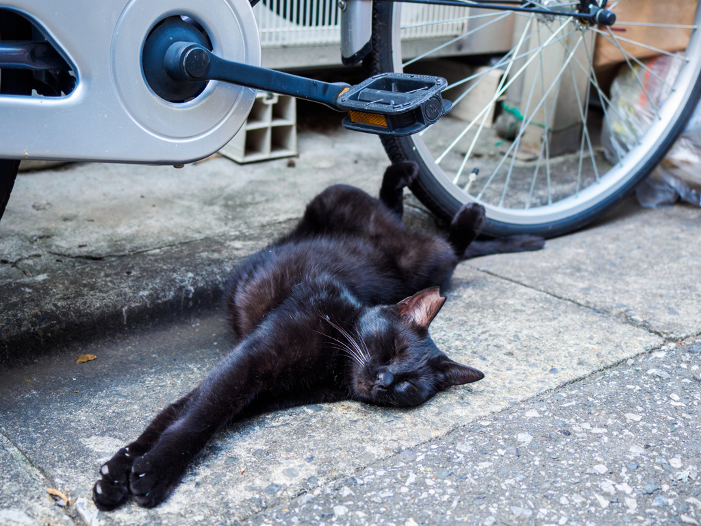 黒猫の寝相＼(◎o◎)／！