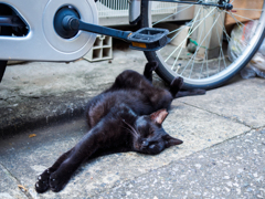黒猫の寝相＼(◎o◎)／！