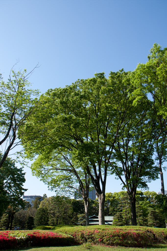 5月の薫り