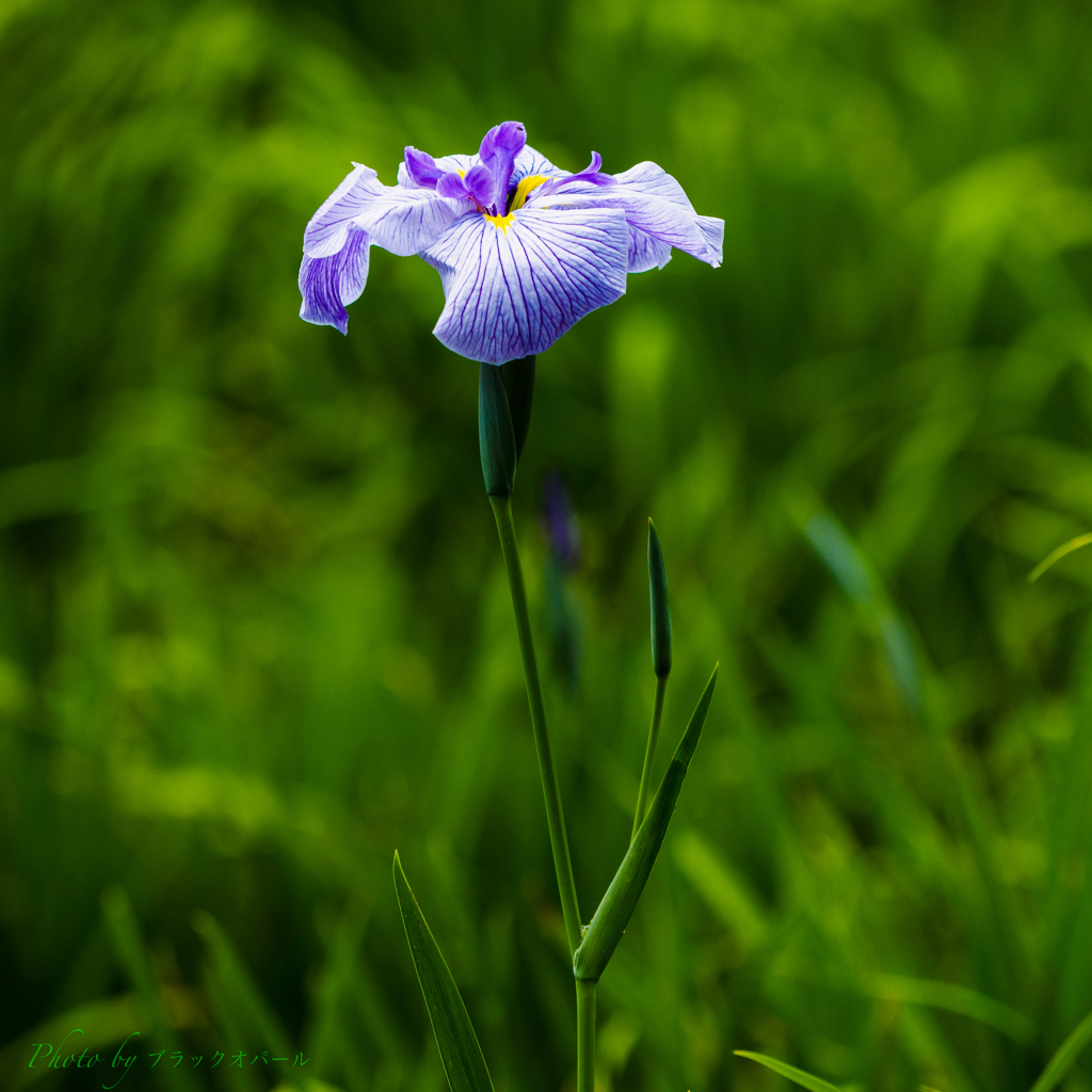 水無月の華..＃2