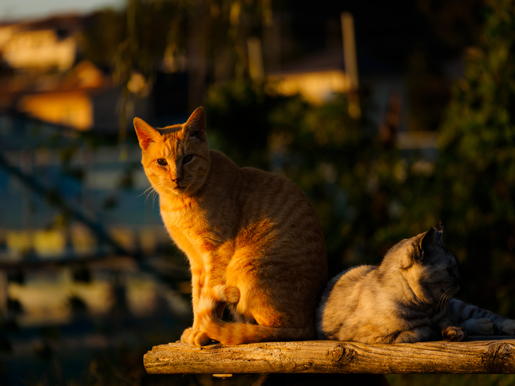 手賀沼で暮らす猫たち..＃2