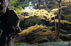 紅葉の六義園にて⑲