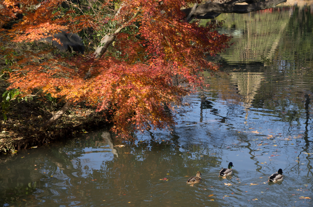 紅葉の六義園にて⑭