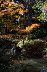 紅葉の六義園にて⑨