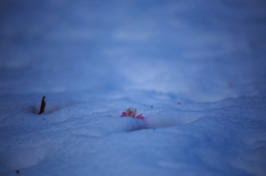 雪のなかに咲く・・