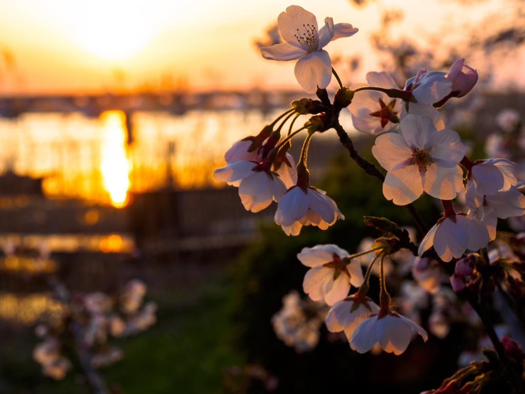 夕日桜