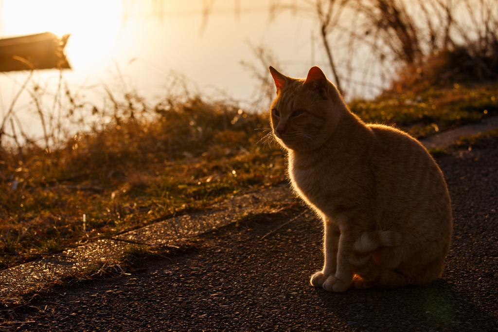 湖畔の猫