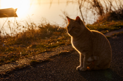 湖畔の猫