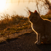 湖畔の猫
