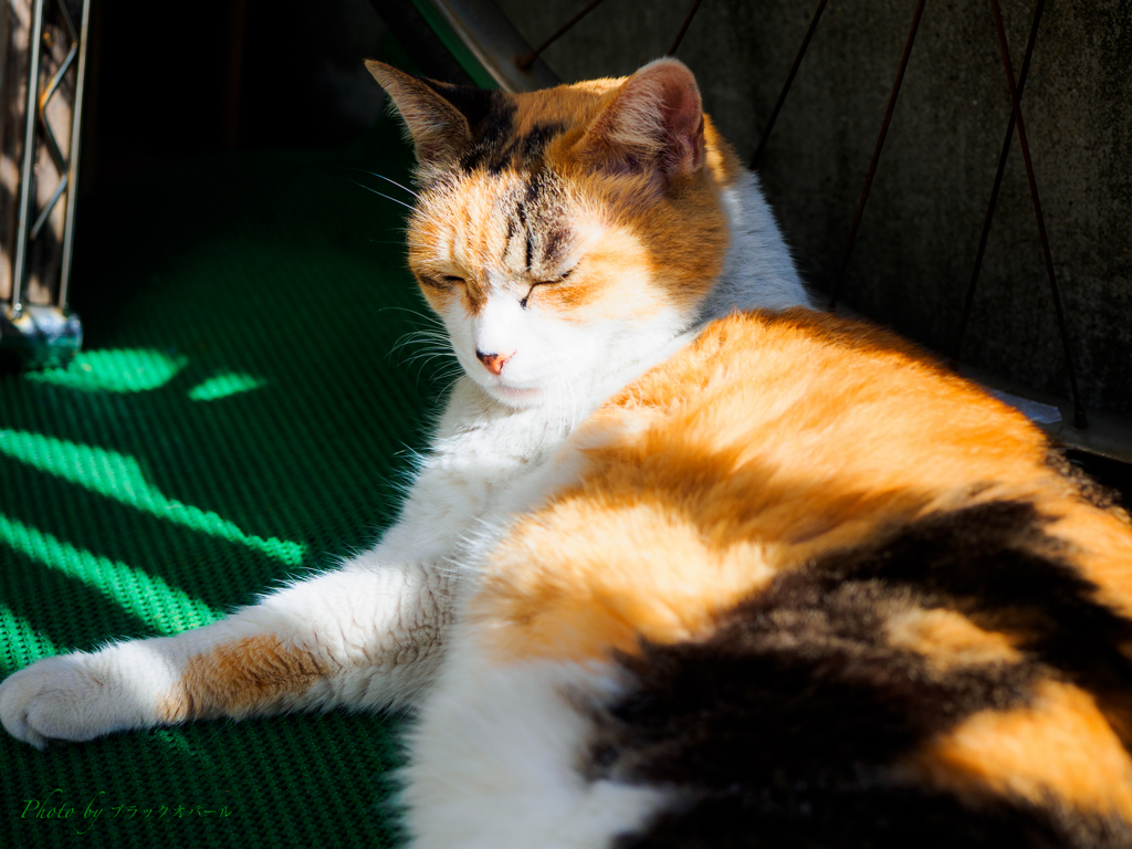 うたた猫・・