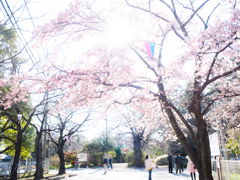 桜咲く春の午後...