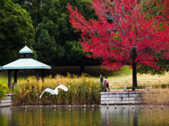 公園の秋..